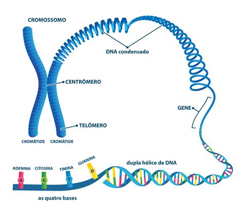 Cromossomos Homólogos O Que São Importância Brasil Escola