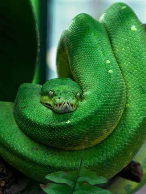 25 Green Snake In Dream Meaning And Symbolism Interpretations Sarah Scoop