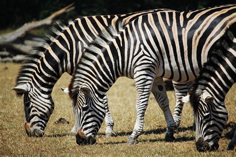 Cuál es la función de las rayas en las cebras Ambientum