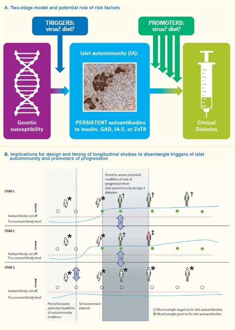 Figure 2 Stages Of Type 1 Diabetes Diabetes In America Ncbi Bookshelf