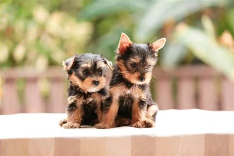 Difference Between Teacup Yorkies And Yorkies