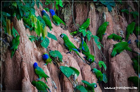 BIOSFERA DEL MANU 4 Días 3 Noches X Travel Perú