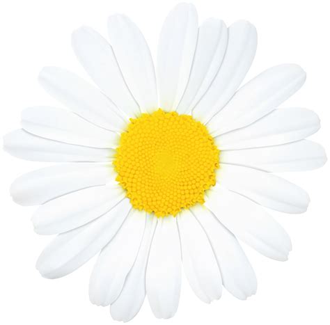 Common Daisy Clip Art White Daisy Png Transparent Cli