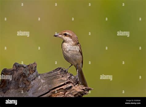 Brown Shrike Lanius Cristatus Stock Photo Alamy