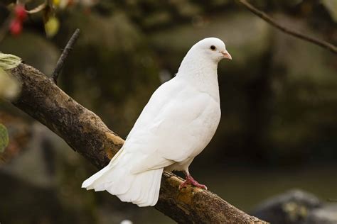 Divinity Pet Dove Of Prince Dies 3 Cold Hard Facts