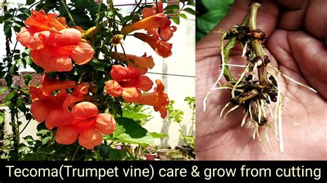 How To Care Of Tecomatrumpet Vine And Grow From Cuttingsummer And Rainy