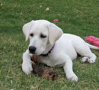 Retriever Labrador: White Labrador Retriever