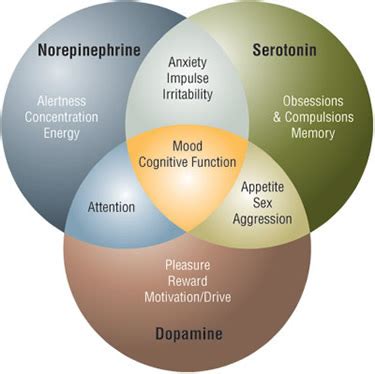 Neurotransmittersandtheirfunctions