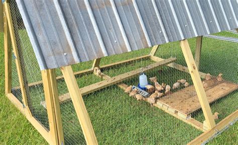 Raising chickens for meat - Dark Family Homestead