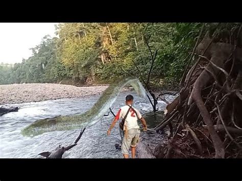 Melihat Tajur Di Bawah Akar Kayu Di Derasnya Air Ternyata Ikan Sidat