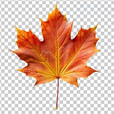 Premium Psd Maple Leaf On Transparent Background