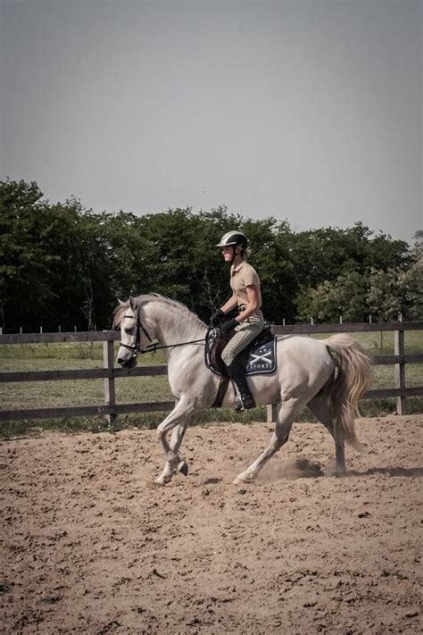 Purebred Arabian Stallion Jevra Sva In Dressage Training Angels