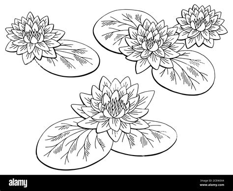 Water Lily Leaf Clipart Coloring