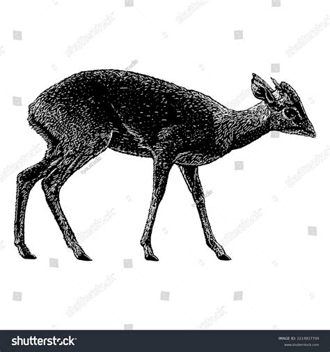 Dikdik Hand Drawing Vector Illustration Isolated Stock Vector (Royalty ...