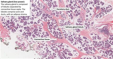 Salivary gland – Normal Histology – NUS Pathweb :: NUS Pathweb