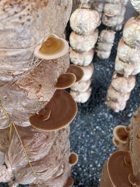 Descubre Los Sorprendentes Beneficios Del Ganoderma Lucidum Para La