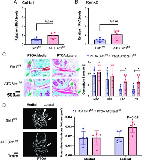 PTOA Induced ATC Sirt1 Fl Fl Mice Display Increased Mineralization Of