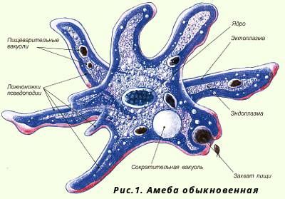 Амёба обыкновенная