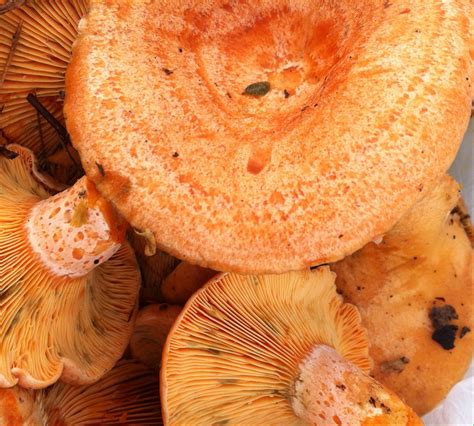 Lactarius deliciosus lactaire délicieux champignon très répandu dans