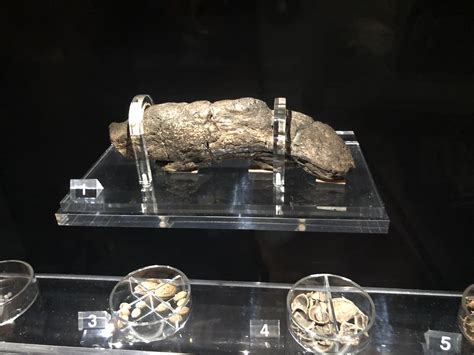 Worlds largest fossilised human poo.. Didn’t have a banana to hand, but
