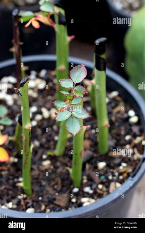 Rooting Rose Stems