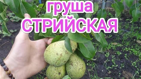 ГРУША СТРИЙСКАЯ! СТОИТ ЛИ САЖАТЬ? - YouTube
