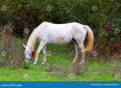 Horse Amazing White Lipizzaner Stallion Prancing In Spring Stock Image