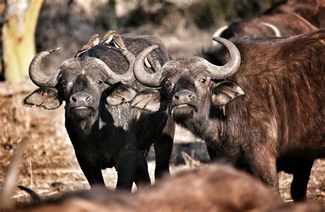 Herd of Black Water Buffaloes · Free Stock Photo