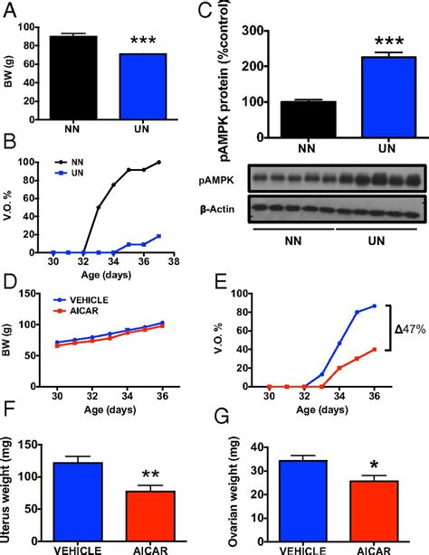 Metabolic Regulation Of Female Puberty Via Hypothalamic Ampkkisspeptin