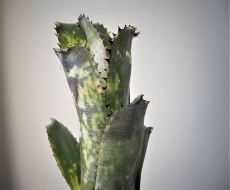 Billbergia Kahakai ビルベルギア ブロメリア カハカイ サンデリアナ Sanderiana Billbergia