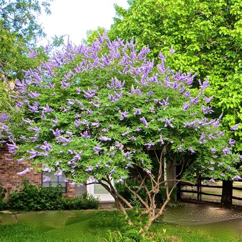 Lilas Chastetree 5 Graines Vitex Agnus Chaste Arbre Etsy