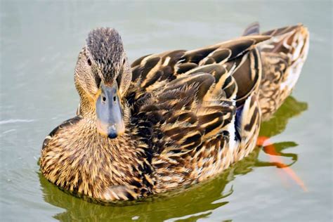 Rouen Duck: Breed Profile, Traits, Pictures & More