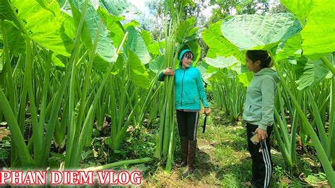 Ngỡ ngàng khi tận mắt thấy cây Bạc hà siêu to khổng lồ, mỗi cây cao gần ...