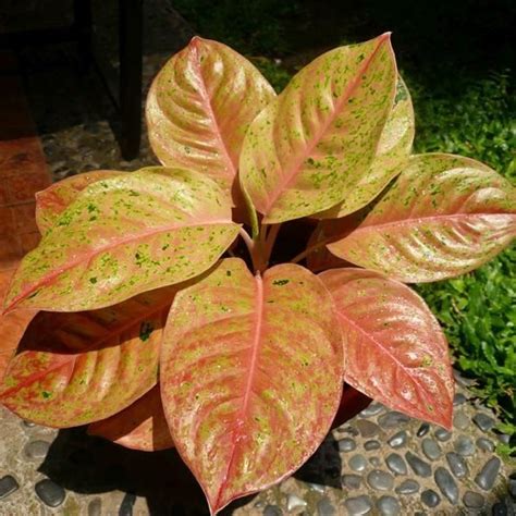 Jual Aglonema Big Roy Lulaiwan Tanaman Hias Bunga Aglaonema Big Roy