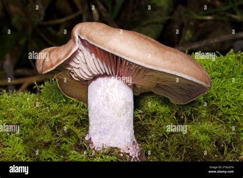 Edible Fungus Of Grassy Areas Across Europe Hi Res Stock Photography