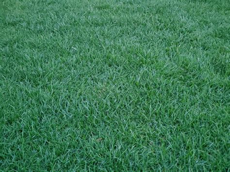 The Importance Of Aerating Your Bermuda Grass Lawn A Guide To A