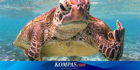 Gambar Kepala Penyu Hewan Kartun 56 Koleksi Gambar