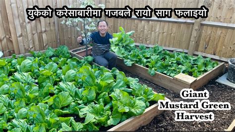 रय सग Rayo Saag Giant Green Mustard Spring Harvest Gardening