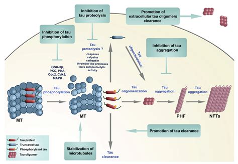 Biomolecules Free Full Text Tau Protein Hyperphosphorylation And