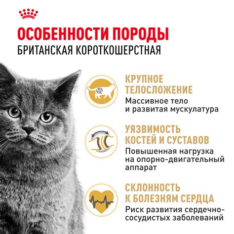 Корм ROYAL CANIN British Shorthair 4 кг для кошек британской ...