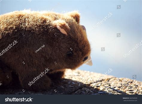 Wombat Plush Over 1 Royalty Free Licensable Stock Photos Shutterstock