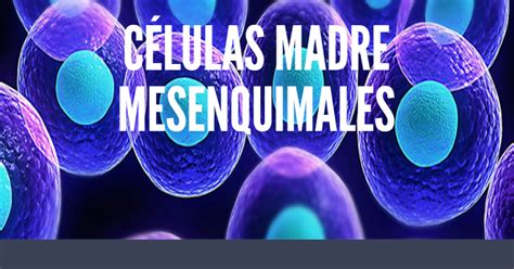 Biomechanics Engineering Team Celulas Madre Mesenquimales