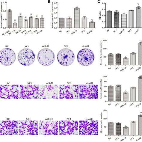 Effects Of MiR 22 On Cell Proliferation Migration And Invasion In