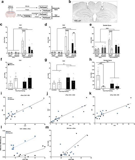 Analysis Of CFos And Arc By Immunohistochemistry In The Hippocampus At