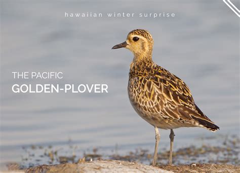 The Pacific Golden Plover A Delightful Native Hawaiian Bird Island