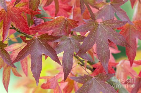 Autumnal Liquidambar Leaves Photograph by Lee Avison | Fine Art America