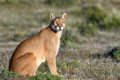 What To Do If You Encounter A Wild Cat Panthera