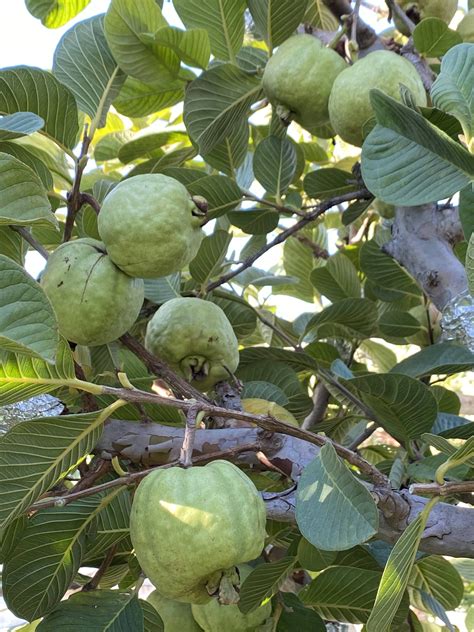 Taiwan Seedless Guava Apple Guava Limited Production Free Shipping