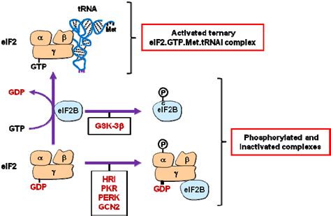 Regulation Of EIF2 Activity The Guanine Nucleotide Exchange Activity