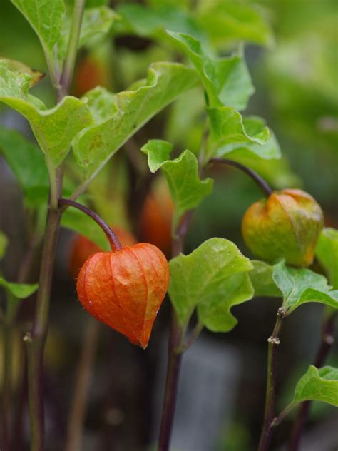 Physalis Alkekengi Var Franchetii The Beth Chatto Gardens